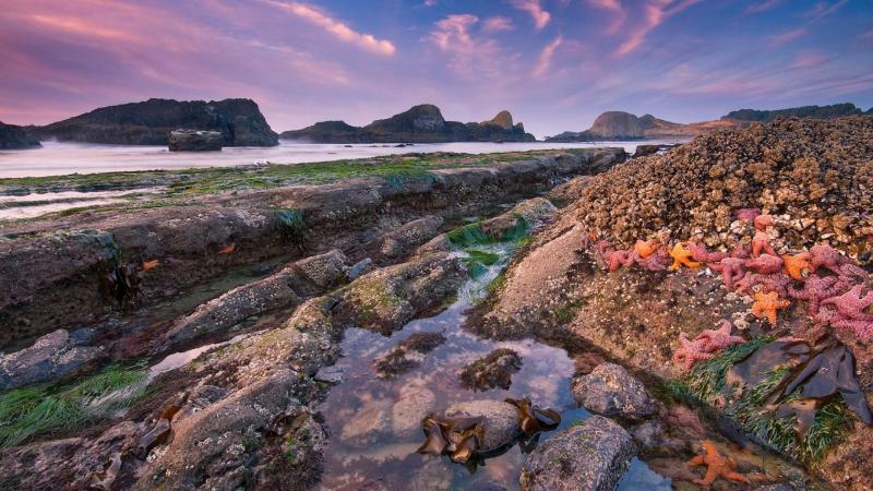 Tide Pool